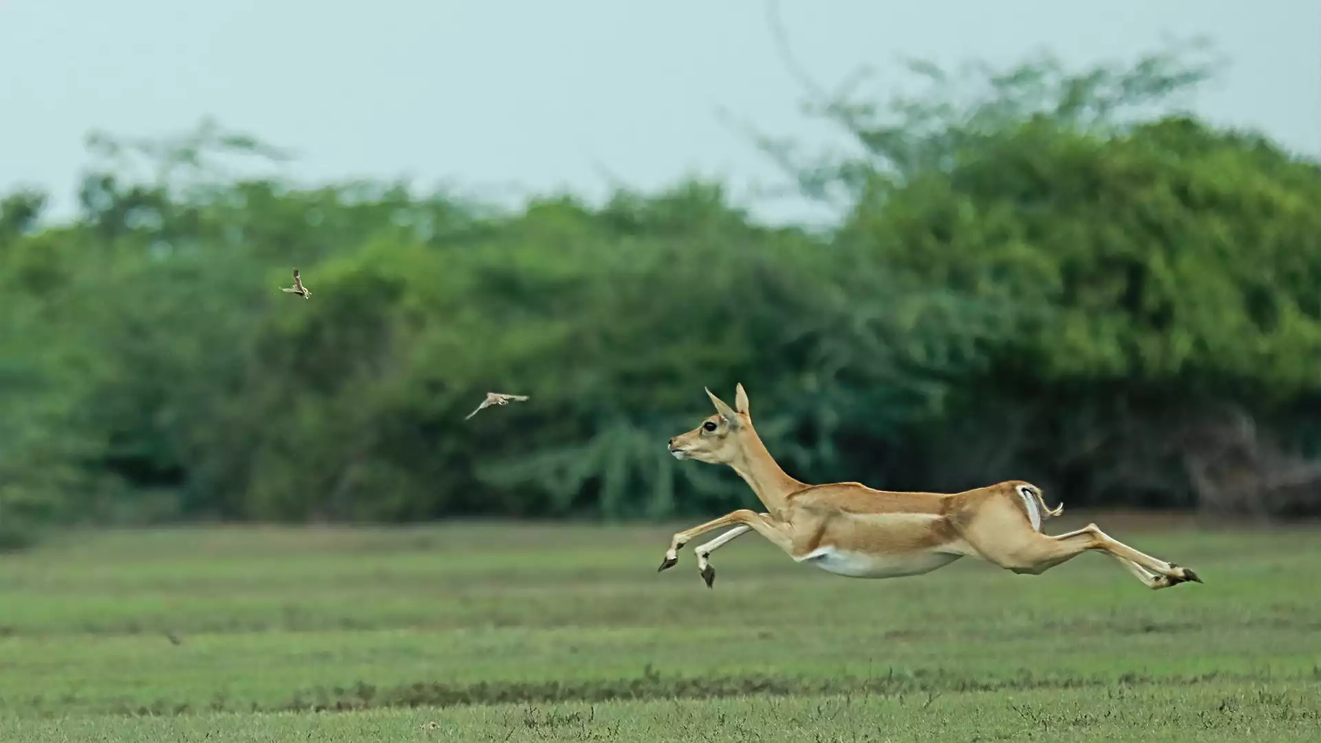 Vallanadu Wildlife Sanctuary